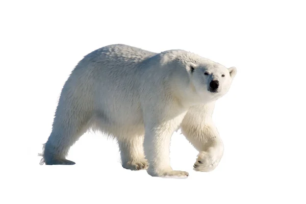 Πολική Αρκούδα Ursus Maritimus Απομονωμένα Λευκό Φόντο — Φωτογραφία Αρχείου