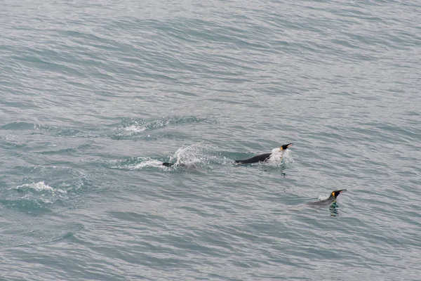 在水中游泳的企鹅王 — 图库照片