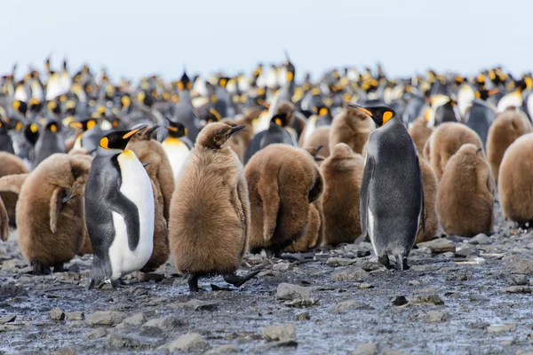 Pinguins Rei Pinguins Natureza — Fotografia de Stock