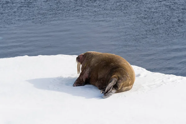氷の上のかわいいセイウチ — ストック写真