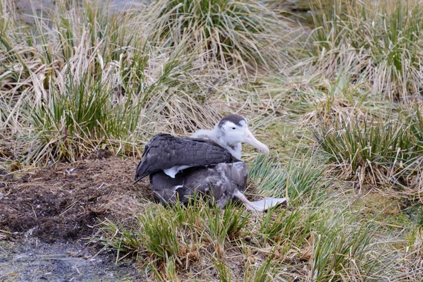 Albatros Csaj Fészekben — Stock Fotó