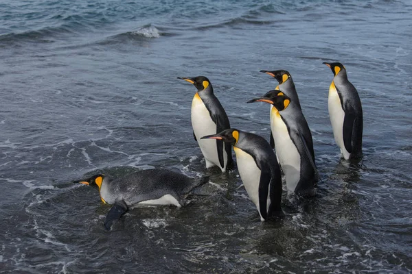 Roi Pingouins Allant Mer — Photo