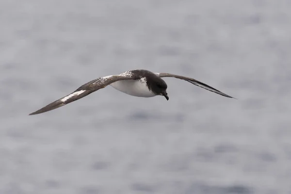 Antarktické Petrel Thalassoica Antarktida — Stock fotografie