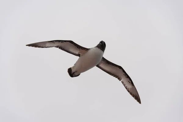 Antarktika Kuşu Thalassoica Antarktika — Stok fotoğraf