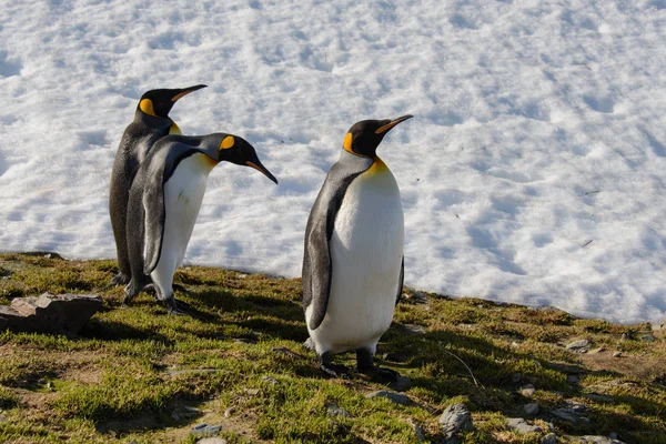 Koning Pinguins Zuid Georgië — Stockfoto