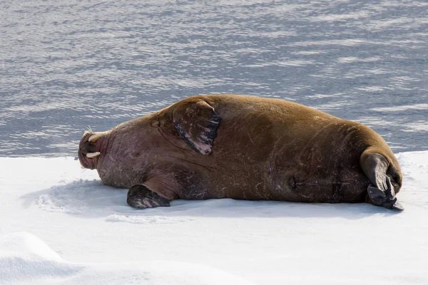 Schattig Walrus Ijs — Stockfoto