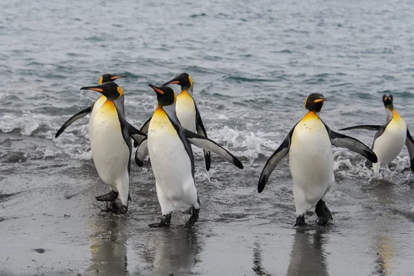 Pingüinos Rey Que Salen Del Mar — Foto de Stock
