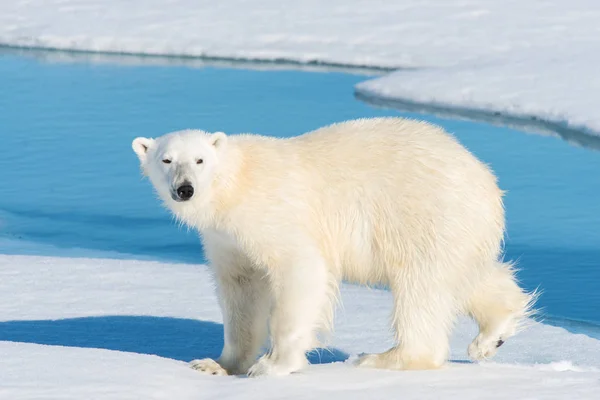 Polar Bear Pack Ice — Stock Photo, Image