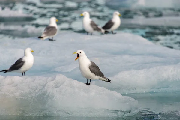 Mewa Otwartym Dziobem Svalbard — Zdjęcie stockowe