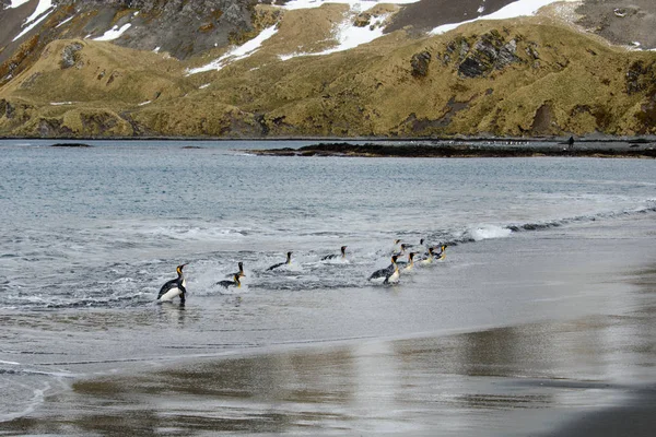 Pingouins Royaux Sur Île Géorgie Sud — Photo