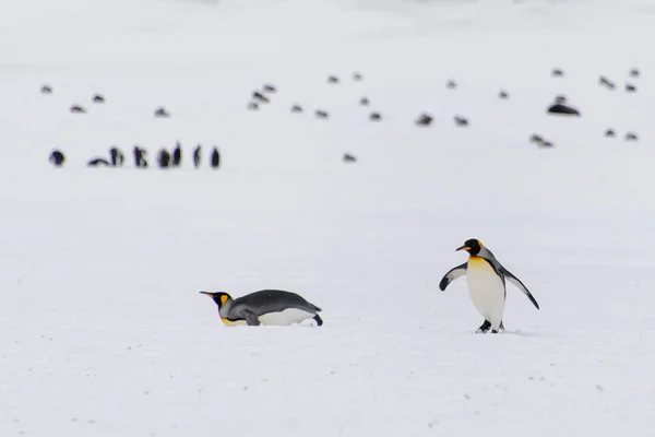 Koning Pinguïns Zuid Georgië Eiland — Stockfoto