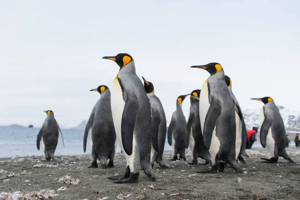 南乔治亚岛上的国王企鹅 — 图库照片