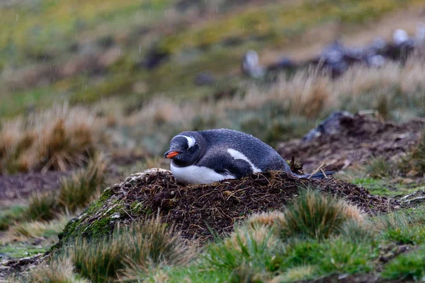 Gentoo Penguine Yuvaya Yağmurlu Havalarda Islak — Stok fotoğraf