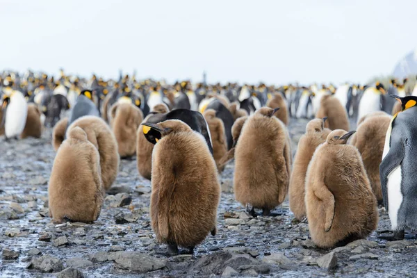 Schöner Erwachsener Königspinguin — Stockfoto