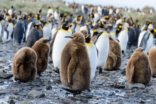 Gyönyörű Felnőtt Király Pingvin — Stock Fotó