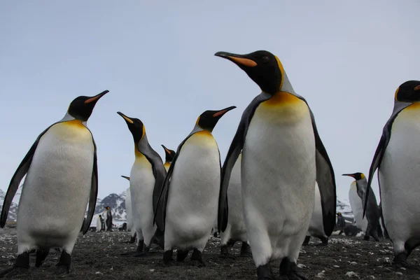 Пингвины Короли Острове Южная Джорджия — стоковое фото