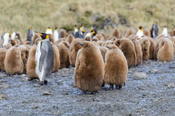Hermoso Pingüino Rey Adulto — Foto de Stock