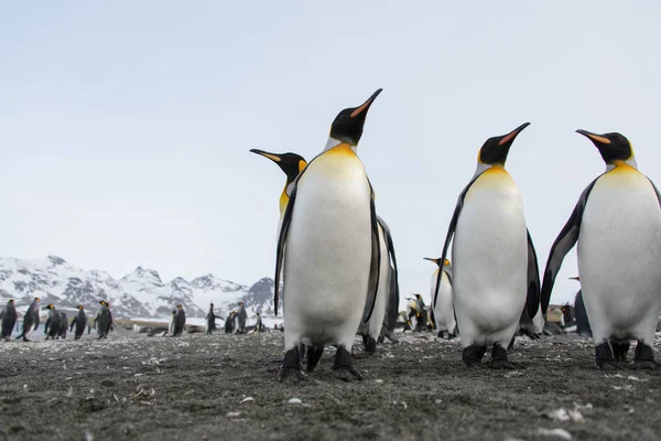 King Penguins South Georgia Island — Stock Photo, Image