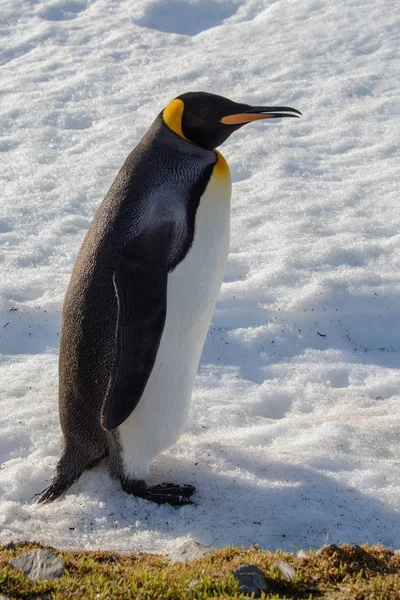 King Penguins South Georgia — Stock Photo, Image