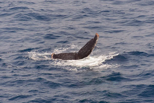 Καμπούρης Φάλαινα Πτερύγιο Στην Θάλασσα — Φωτογραφία Αρχείου