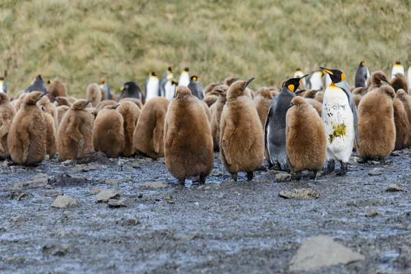 Bello Adulto Pinguino — Foto Stock