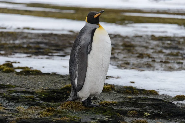 Königspinguine Auf Südgeorgien Insel — Stockfoto