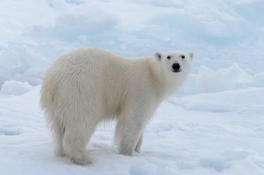 Arctic deniz buz paketi üzerinde yabani kutup ayısı yakın çekim