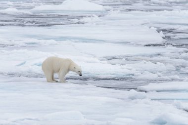 İki genç vahşi kutup kuzeyinde Svalbard Arctic deniz buz paketi oynamak ayı