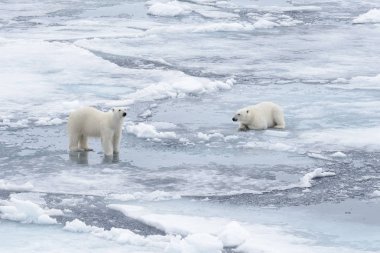 İki genç vahşi kutup kuzeyinde Svalbard Arctic deniz buz paketi oynamak ayı