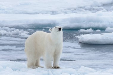 Arctic deniz buz paketi üzerinde yabani kutup ayısı yakın çekim