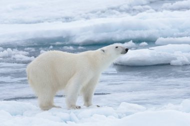 Arctic deniz buz paketi üzerinde yabani kutup ayısı yakın çekim