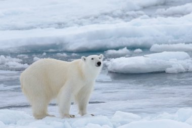 Arctic deniz buz paketi üzerinde yabani kutup ayısı yakın çekim