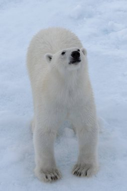 Yabani kutup ayısı üst, havadan görünümden Arctic deniz buz paketi üzerinde