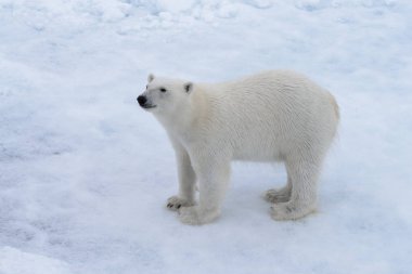 Kuzey Kutup Denizi 'nde buzun üstünde vahşi kutup ayısı