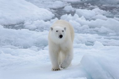 Arctic deniz buz paketi üzerinde yabani kutup ayısı yakın çekim