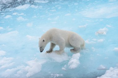 Yabani kutup ayısı Arctic deniz buz paketi suda oluyor