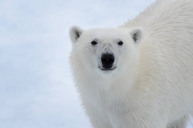 Kutup ayısının (Ursus maritimus) baş yakın çekim
