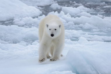 Arctic deniz buz paketi üzerinde yabani kutup ayısı yakın çekim