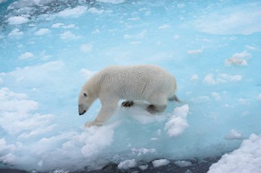 Yabani kutup ayısı Arctic deniz buz paketi suda oluyor