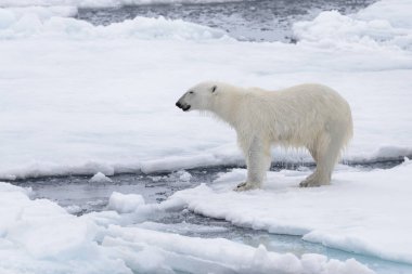 İki genç vahşi kutup kuzeyinde Svalbard Arctic deniz buz paketi oynamak ayı