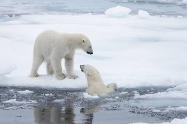 İki genç vahşi kutup kuzeyinde Svalbard Arctic deniz buz paketi oynamak ayı