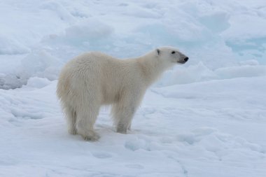 Arctic deniz buz paketi üzerinde yabani kutup ayısı yakın çekim