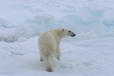 Arctic deniz buz paketi üzerinde yabani kutup ayısı yakın çekim