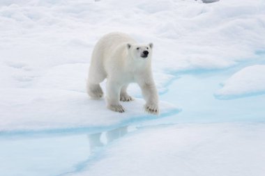 Yabani kutup ayısı Arctic deniz buz paketi suda oluyor