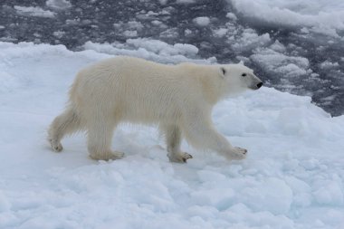 Kuzey Kutup Denizi 'nde buzun üstünde vahşi kutup ayısı