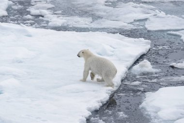 Yabani kutup ayısı Arctic deniz buz paketi üzerinde atlama