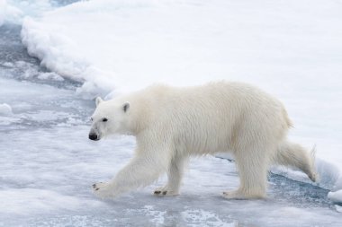 Yabani kutup ayısı Arctic deniz buz paketi suda oluyor