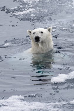 Kutup ayısı (Ursus maritimus) Arctic deniz yüzme yakın çekim
