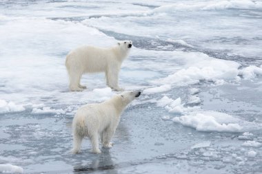 İki genç vahşi kutup kuzeyinde Svalbard Arctic deniz buz paketi oynamak ayı