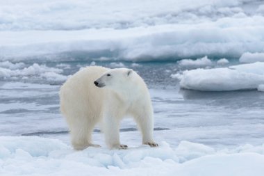 Arctic deniz buz paketi üzerinde yabani kutup ayısı yakın çekim